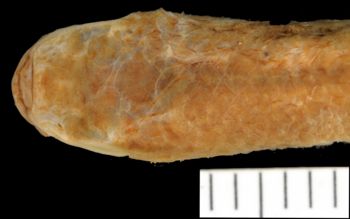 Media type: image;   Ichthyology 99089 Aspect: dorsal head